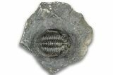 Detailed Hollardops Trilobite Fossil - Ofaten, Morocco #323702-3